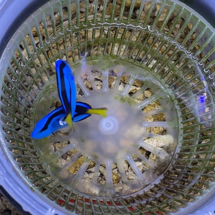 海水鱼蓝调一条顺丰包邮