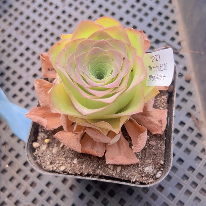 1022 裸根不带土发货不包损