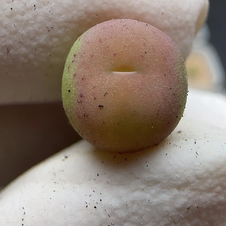 171红太狼福利福利福利