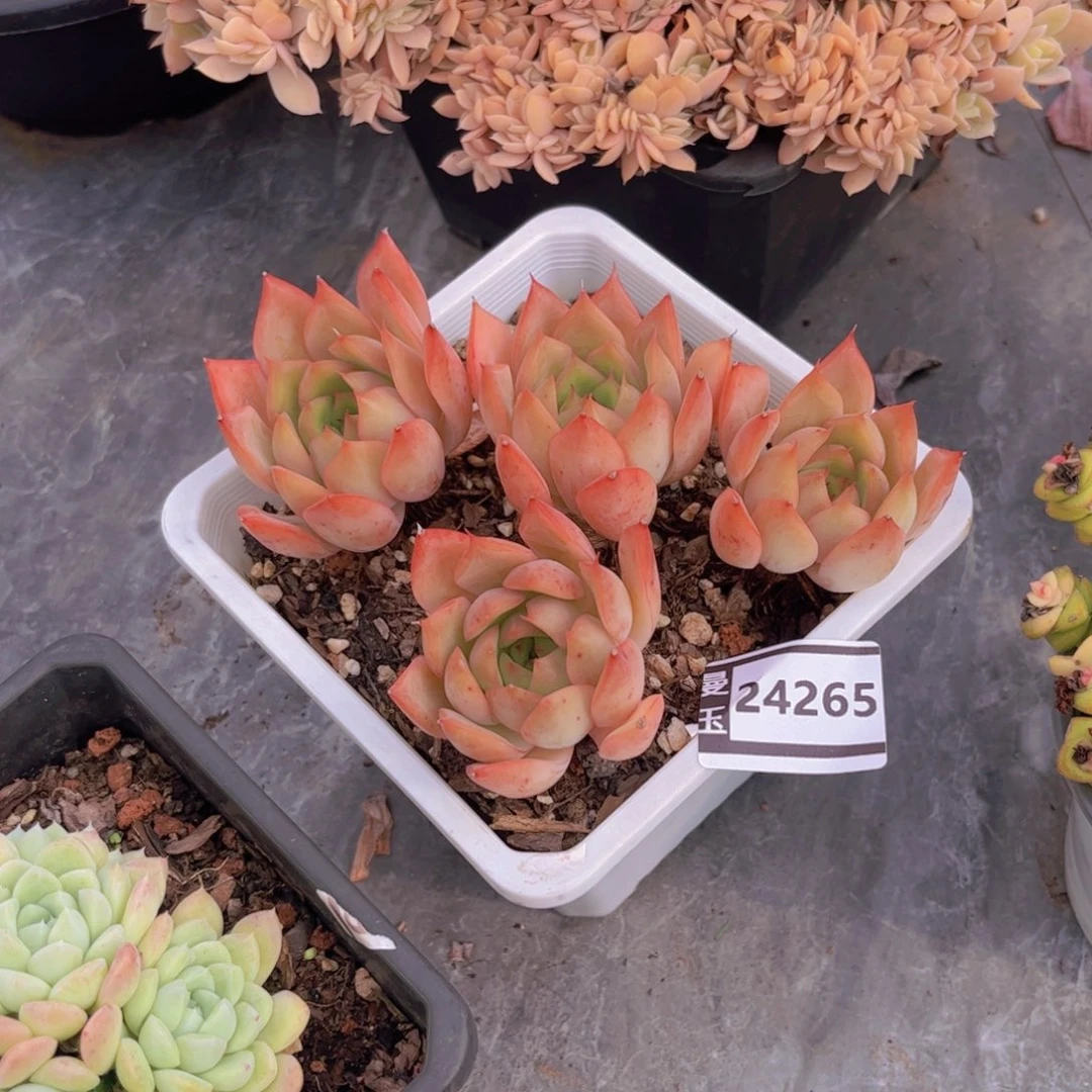 东云多肉植物24265