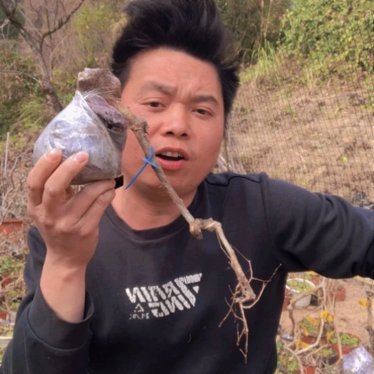 盆景素材盆栽绿植水****?