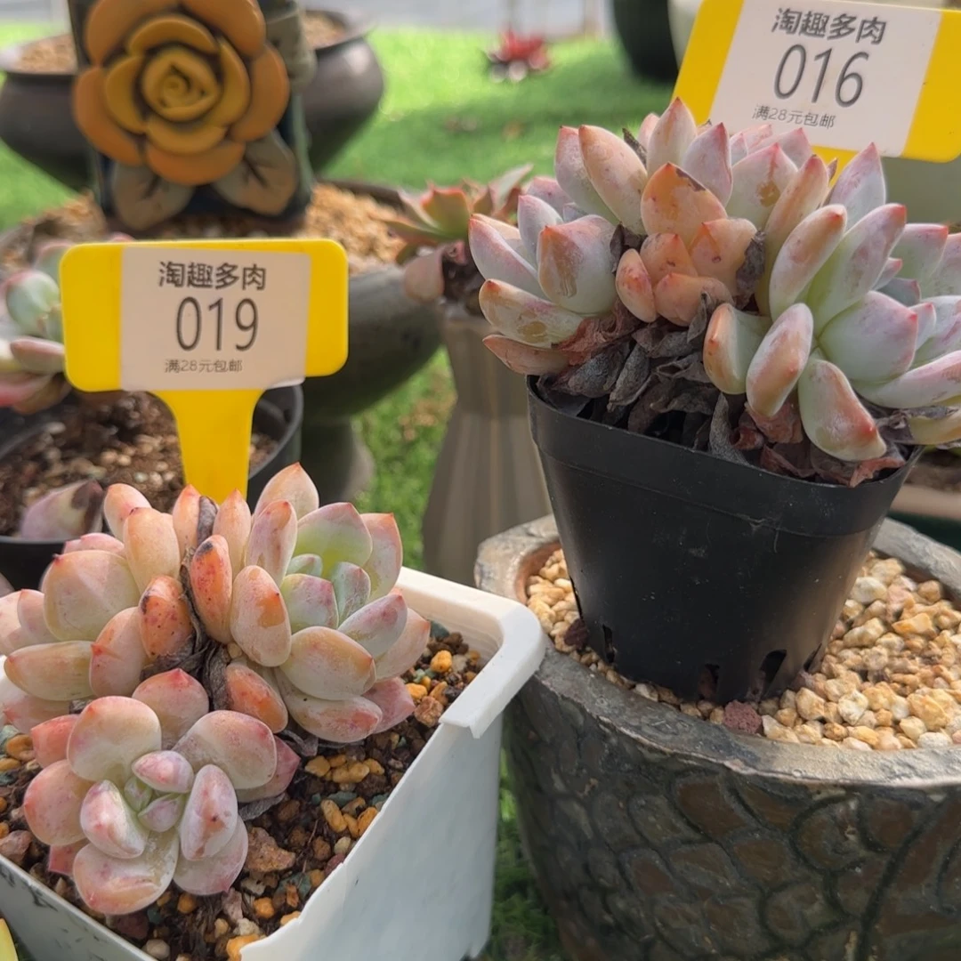 多肉植物橙子多头无感哇塞