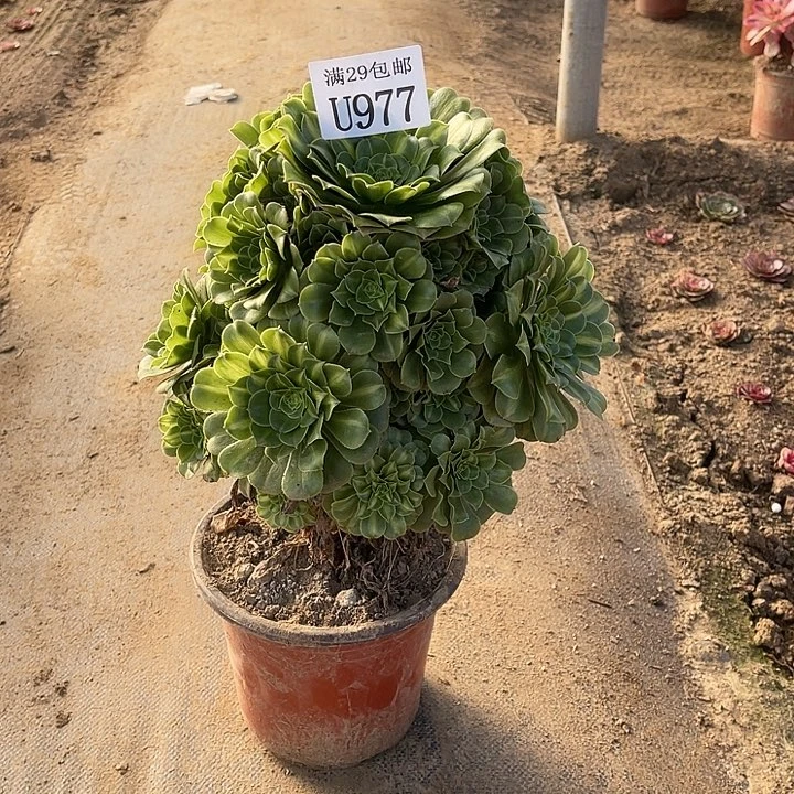 977翡翠琉璃    多肉植物