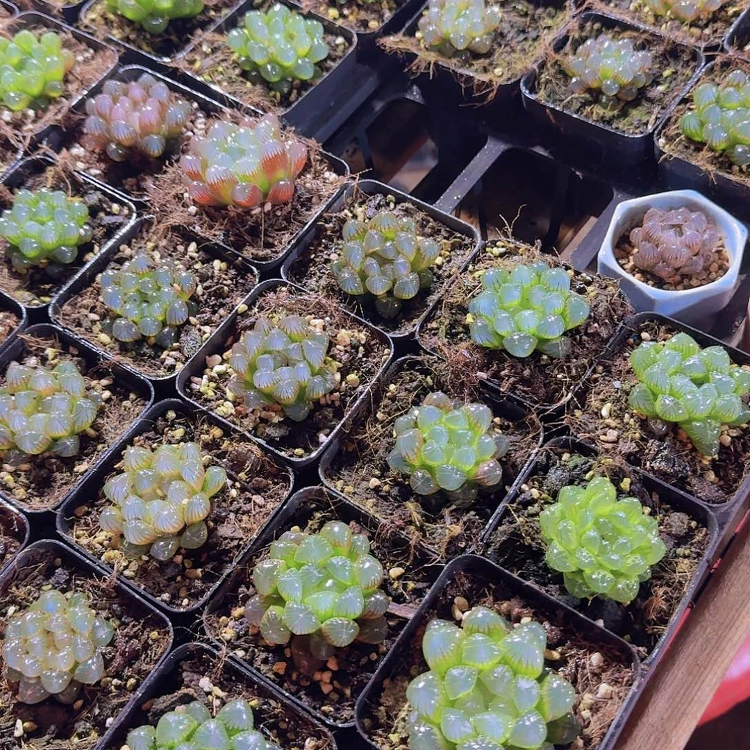 7方玉露4颗带盆土福利