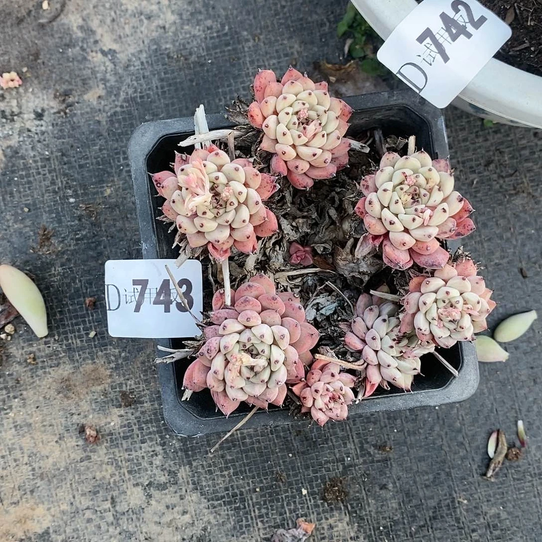 送****星743黑爪多肉植物