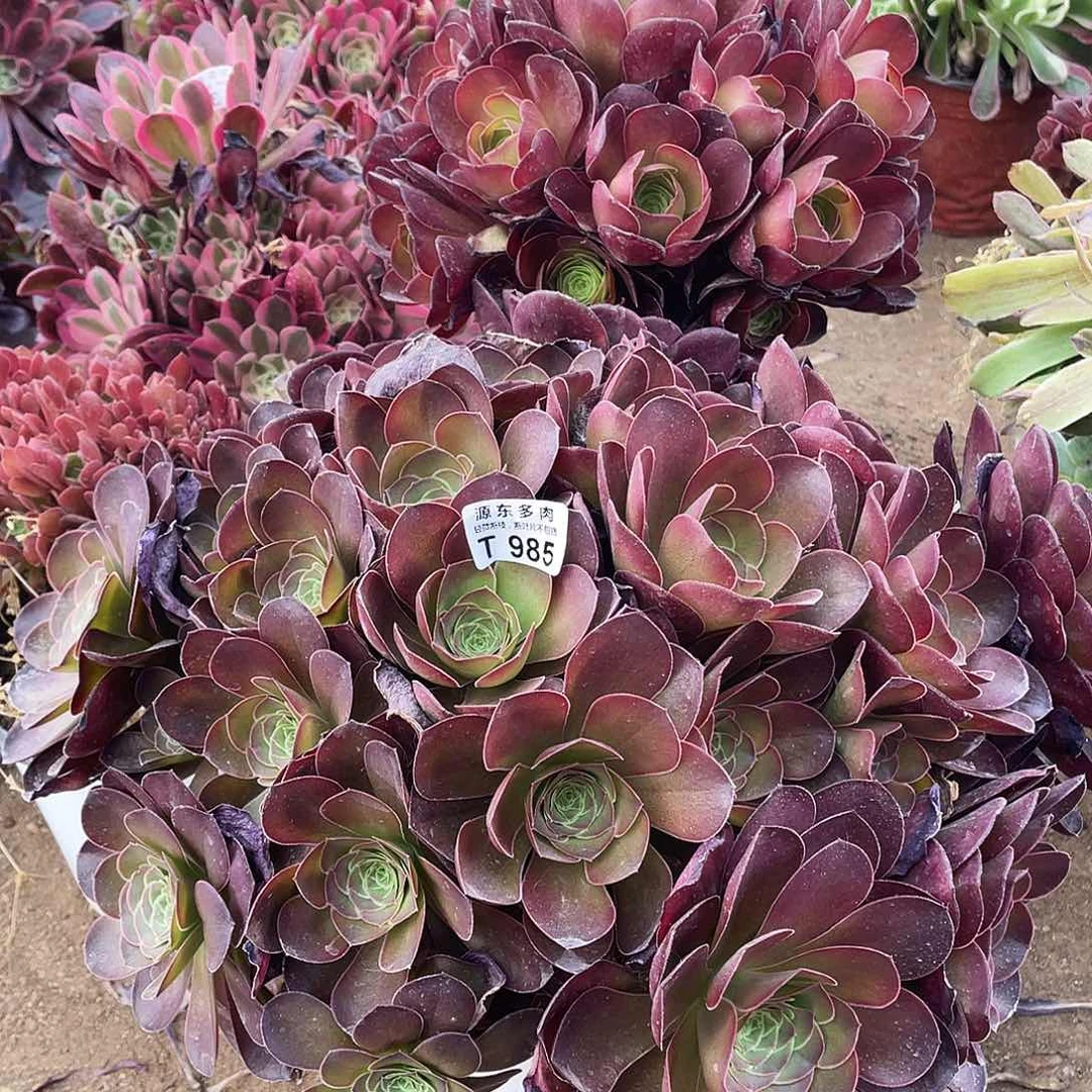 985魅金玫瑰多肉法师断枝不包