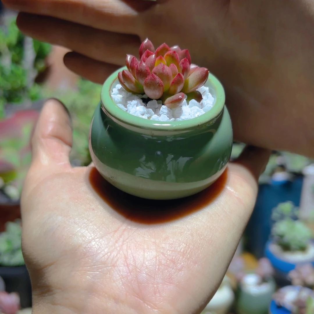 控养红宝石新疆包邮