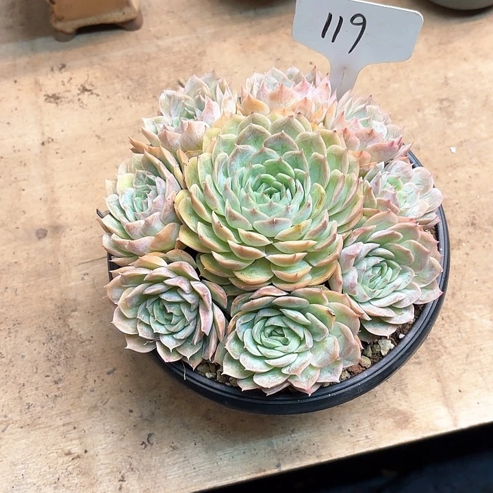 多肉植物，昂斯若119号