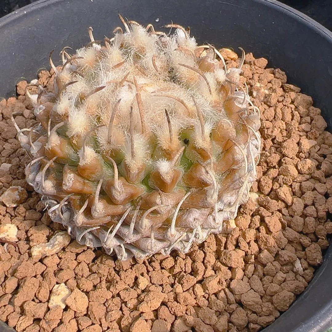 安德森4.4厘米实生输入