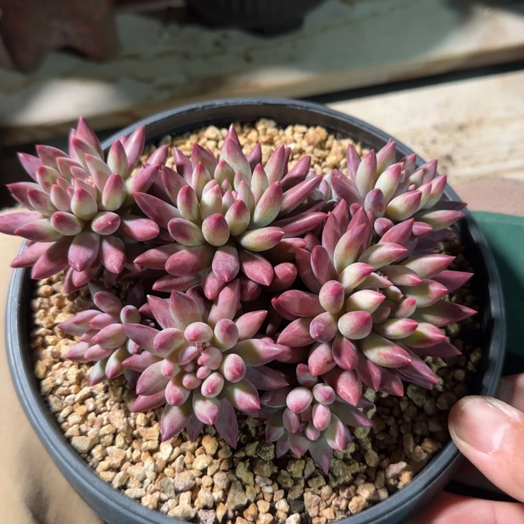 流沙虞美人五十包邮