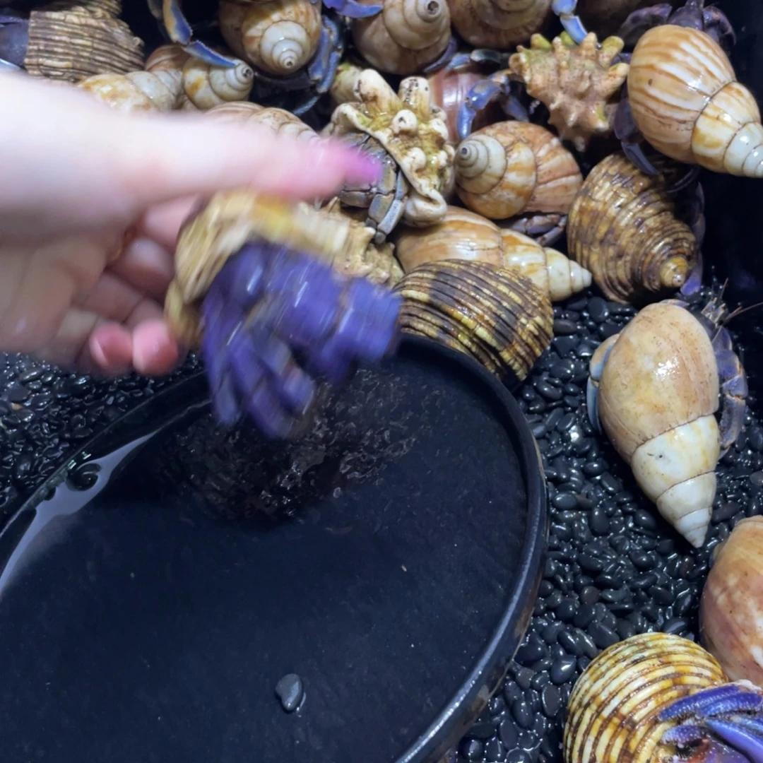 美丽的葡萄紫3.3好东西