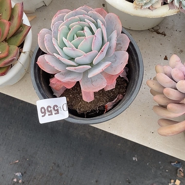 l***然556蓝粉台阁多肉植物