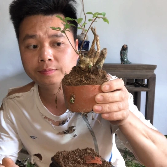 盆景素材盆栽植物