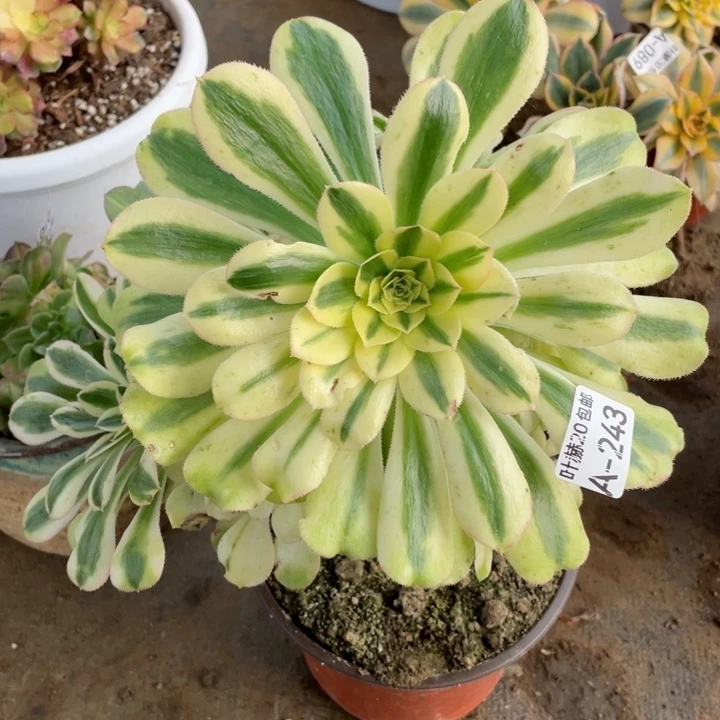 243白兰地多肉1234557多肉