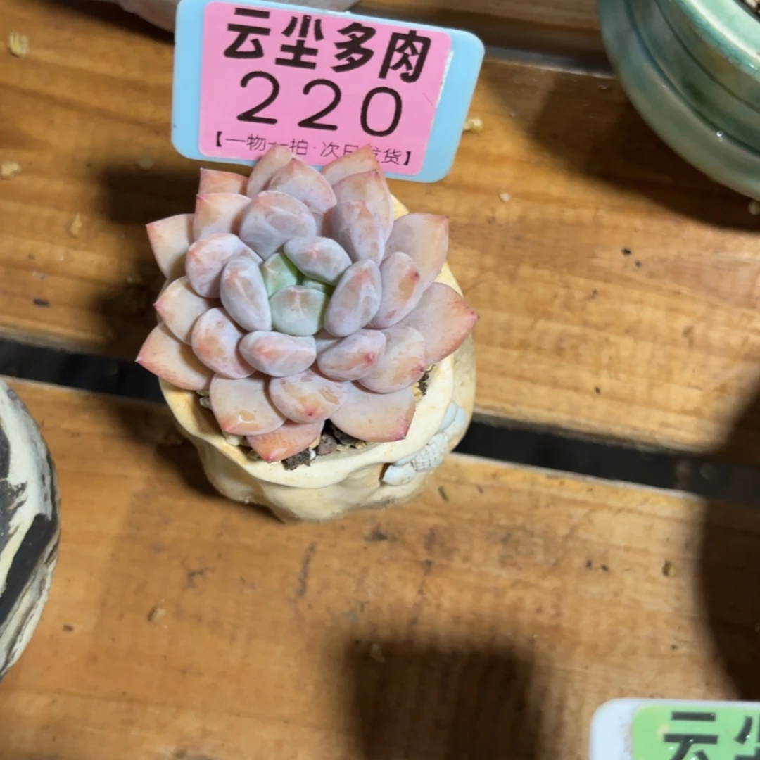 布***丁云尘多肉一物一拍220不含盆