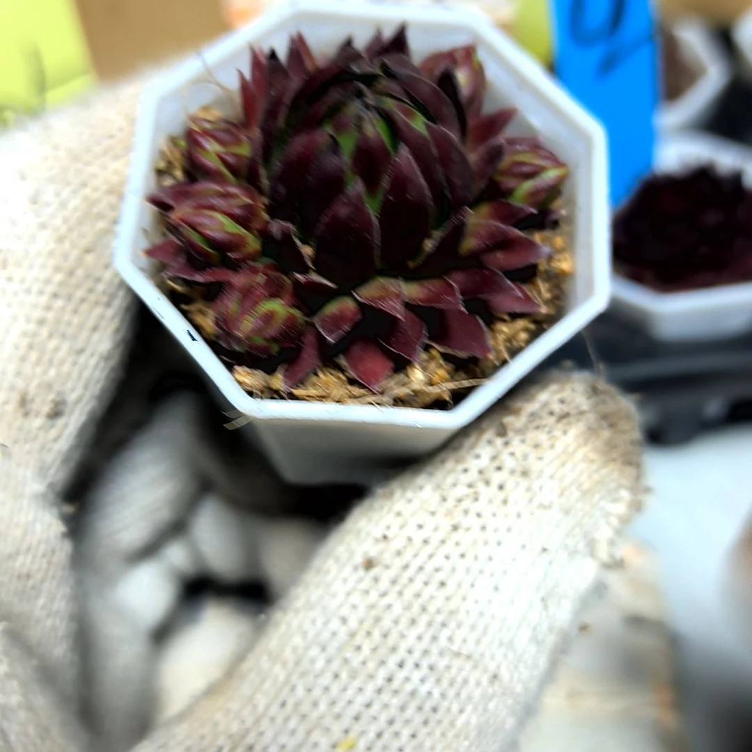 满9元包邮，5号橘子球八角盆原盆土