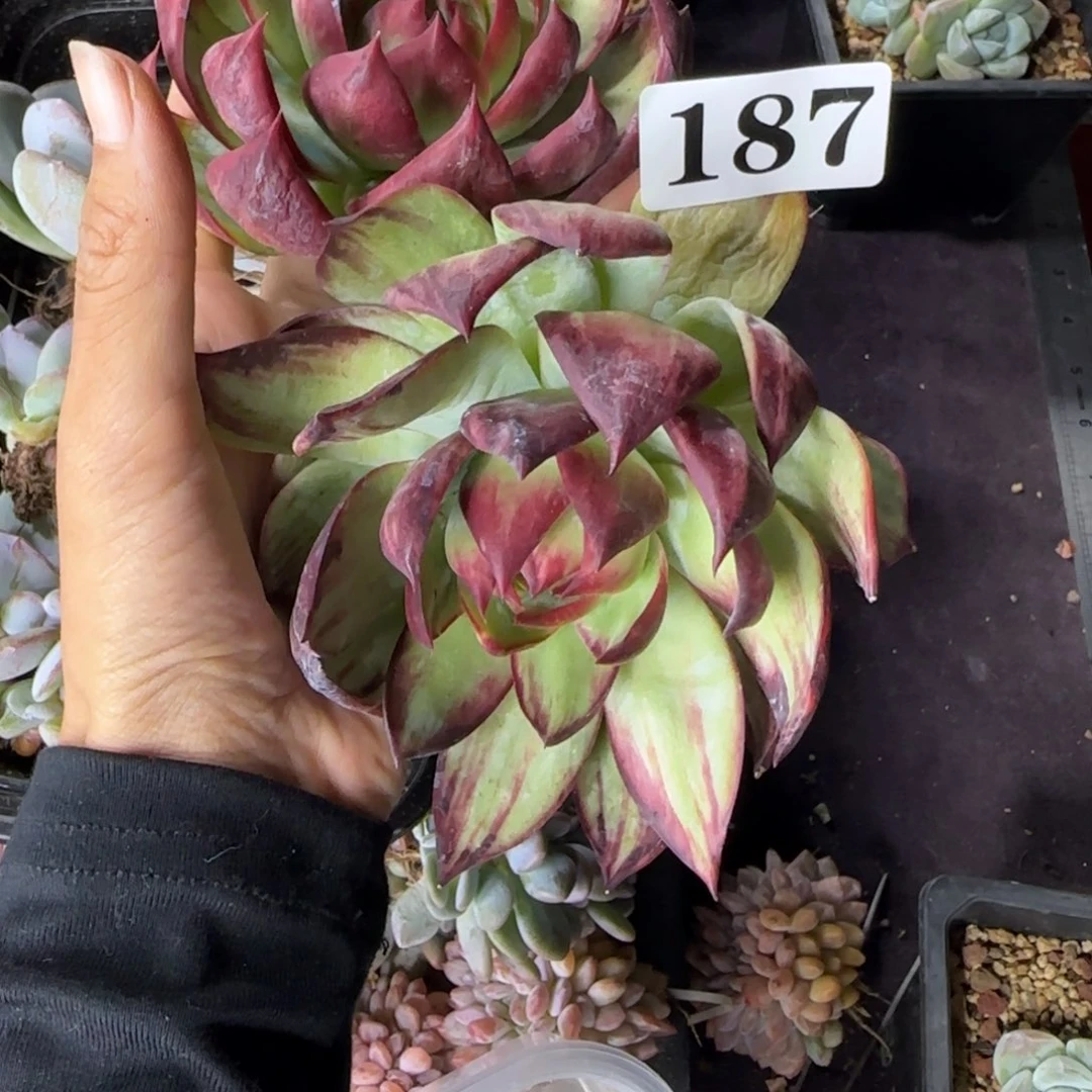 两颗惊鸿仙子一物一拍187