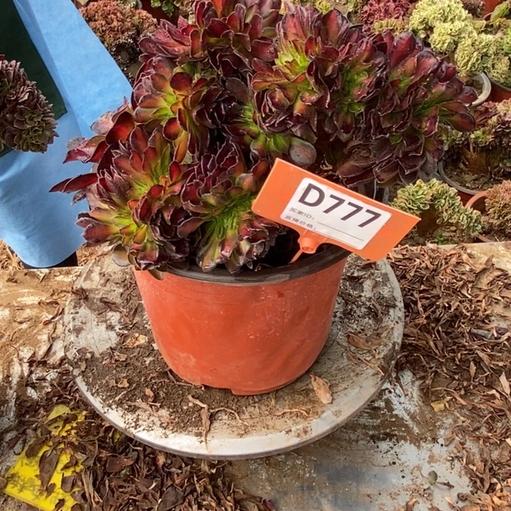 金***沙D777华娜缀化老转，我