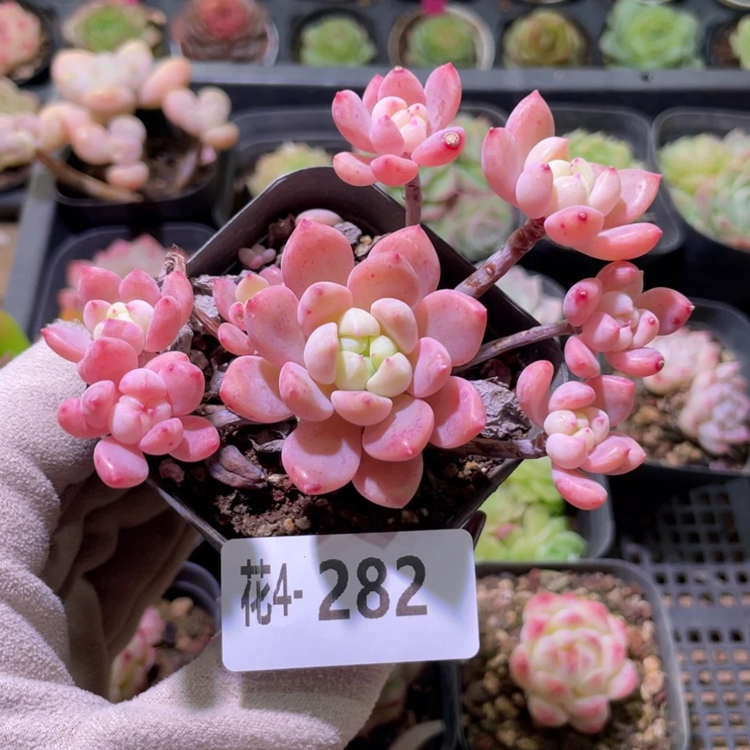 花利美 4-282洛丽塔