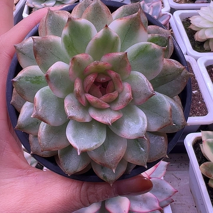 黑水晶锦单头多肉植物