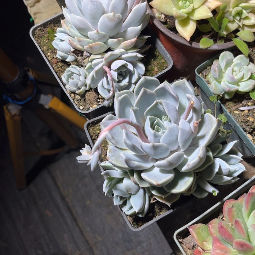 笑*虎多肉植物的生长发育