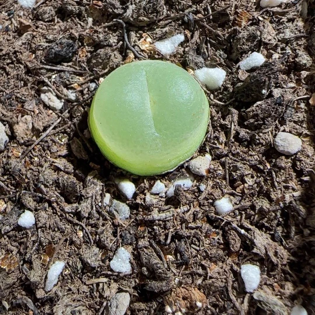 、****肉锥多肉植物百科-1080