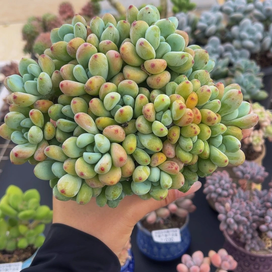 032-樱花罗琦多肉12cm有砍