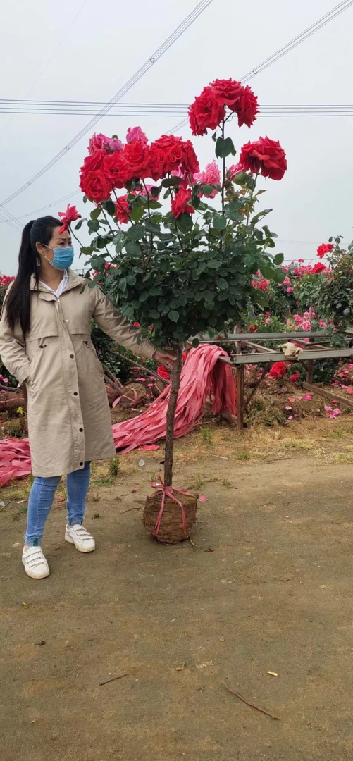 浓香型庭院树桩月季多色月季花阳台庭院易成活地栽盆栽月季
