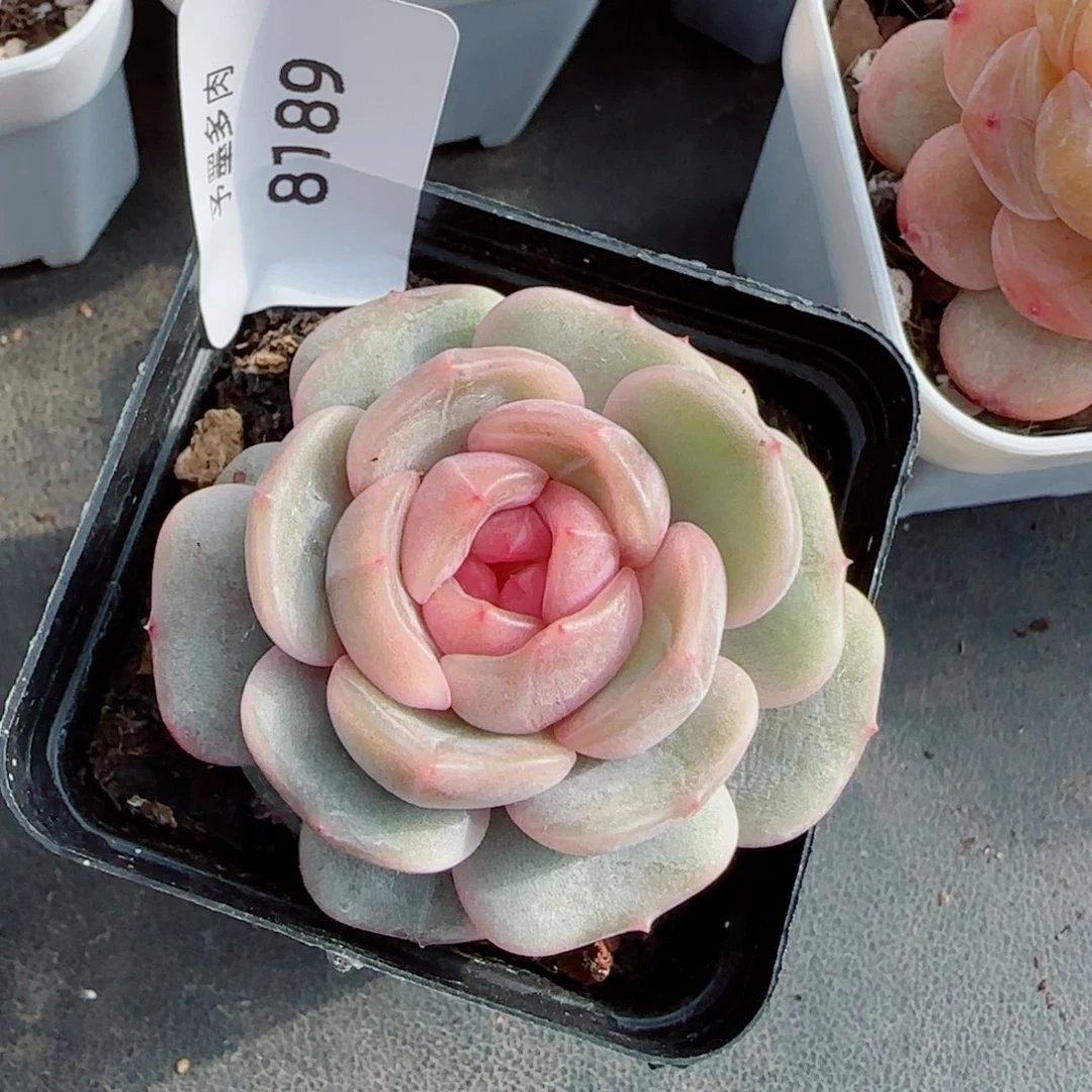彩恋，8189多肉植物