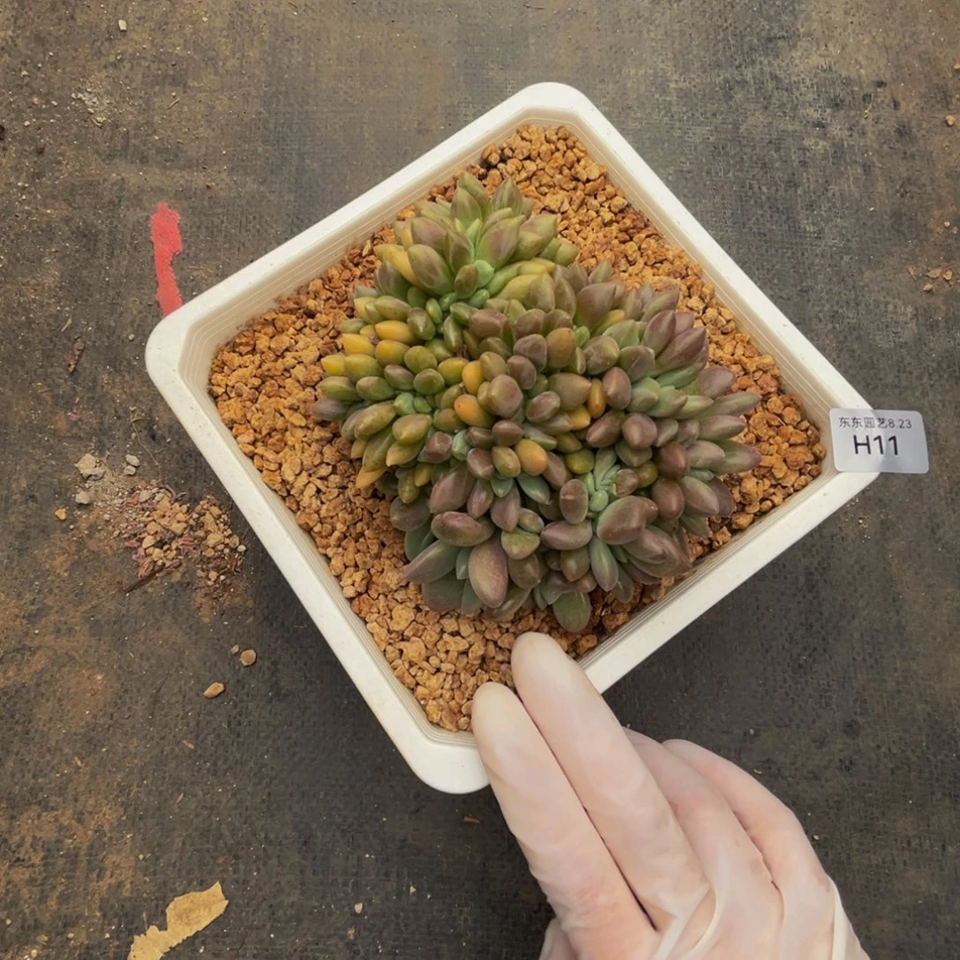 h11桃花源缀化呀呀呀呀