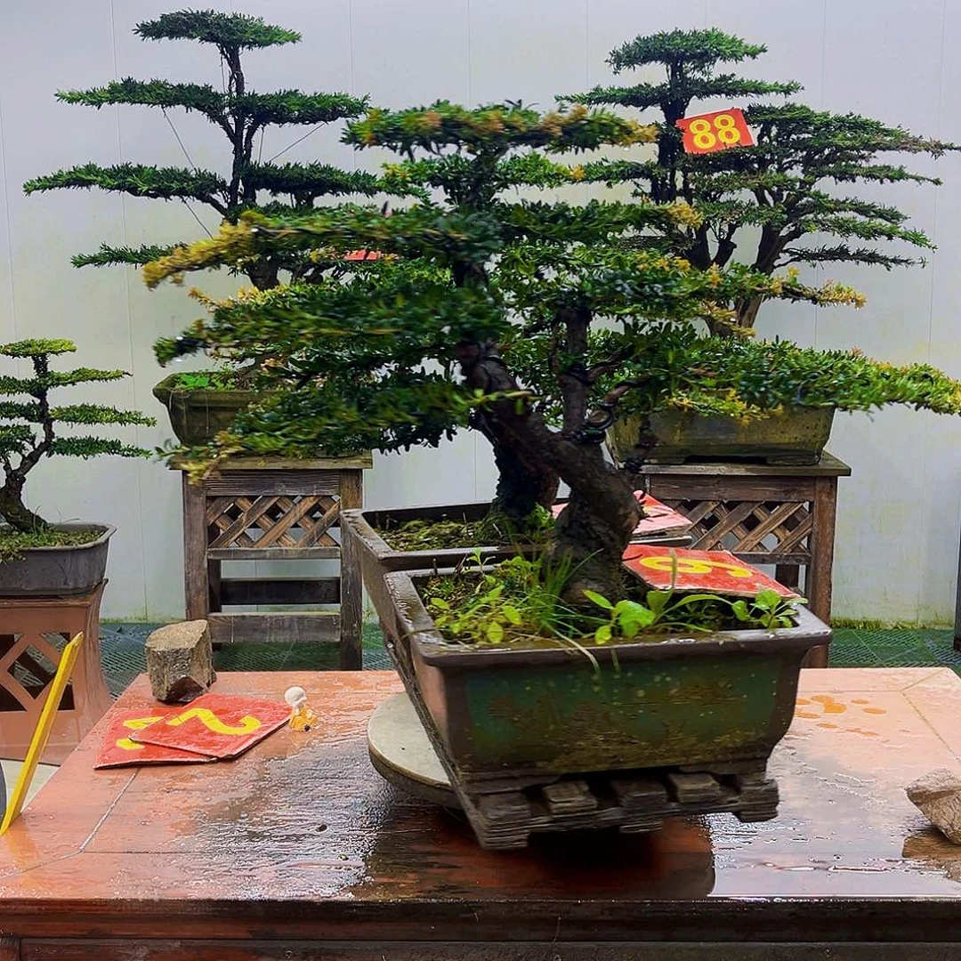 无花朵罗汉松盆景一物一拍