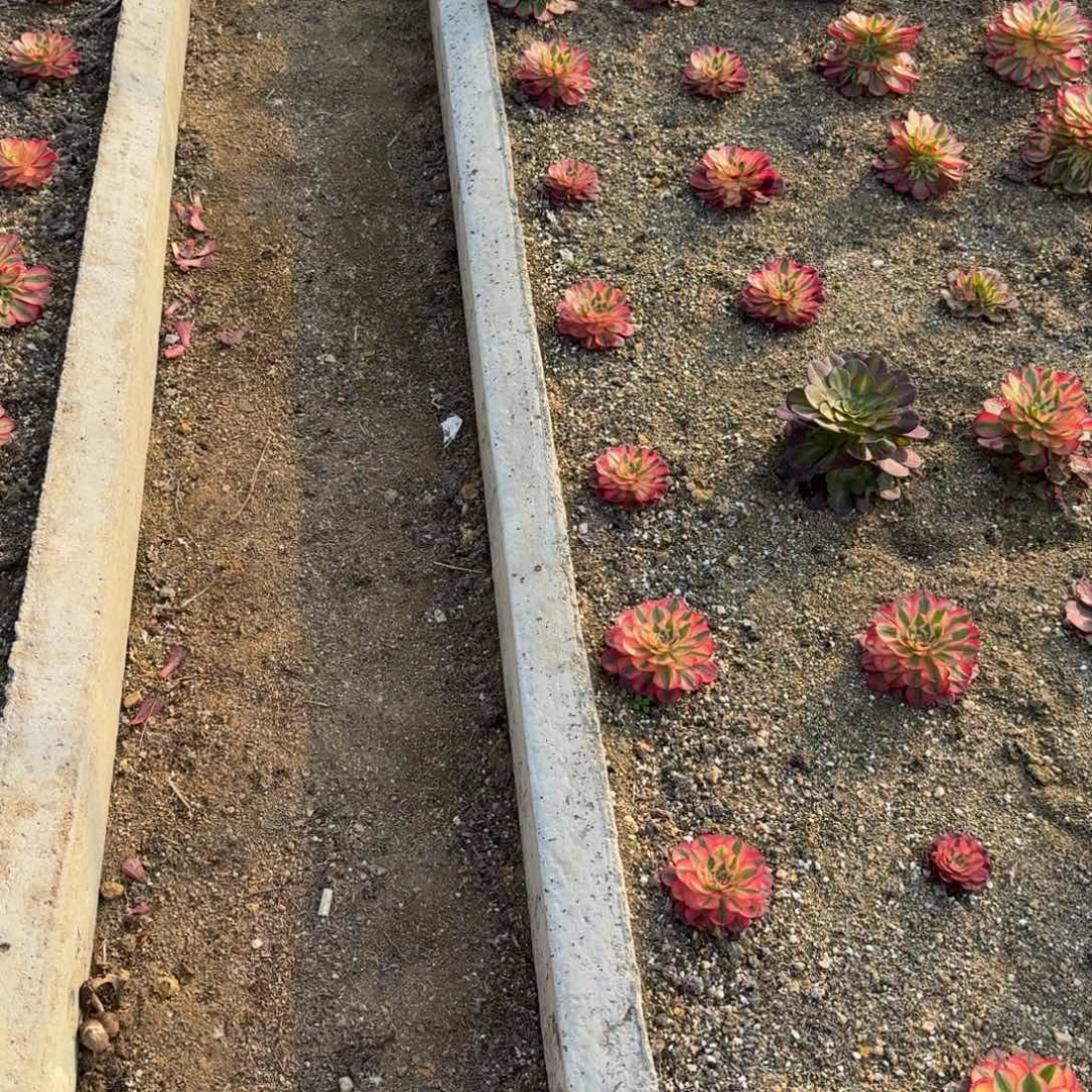 y****8一瓶营养液。 多肉植物