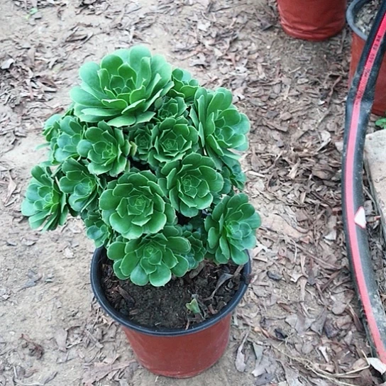 飒***姿绿玫瑰法师0000008