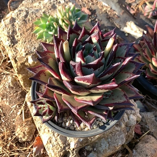 旗**门美肉特价活动开始啦