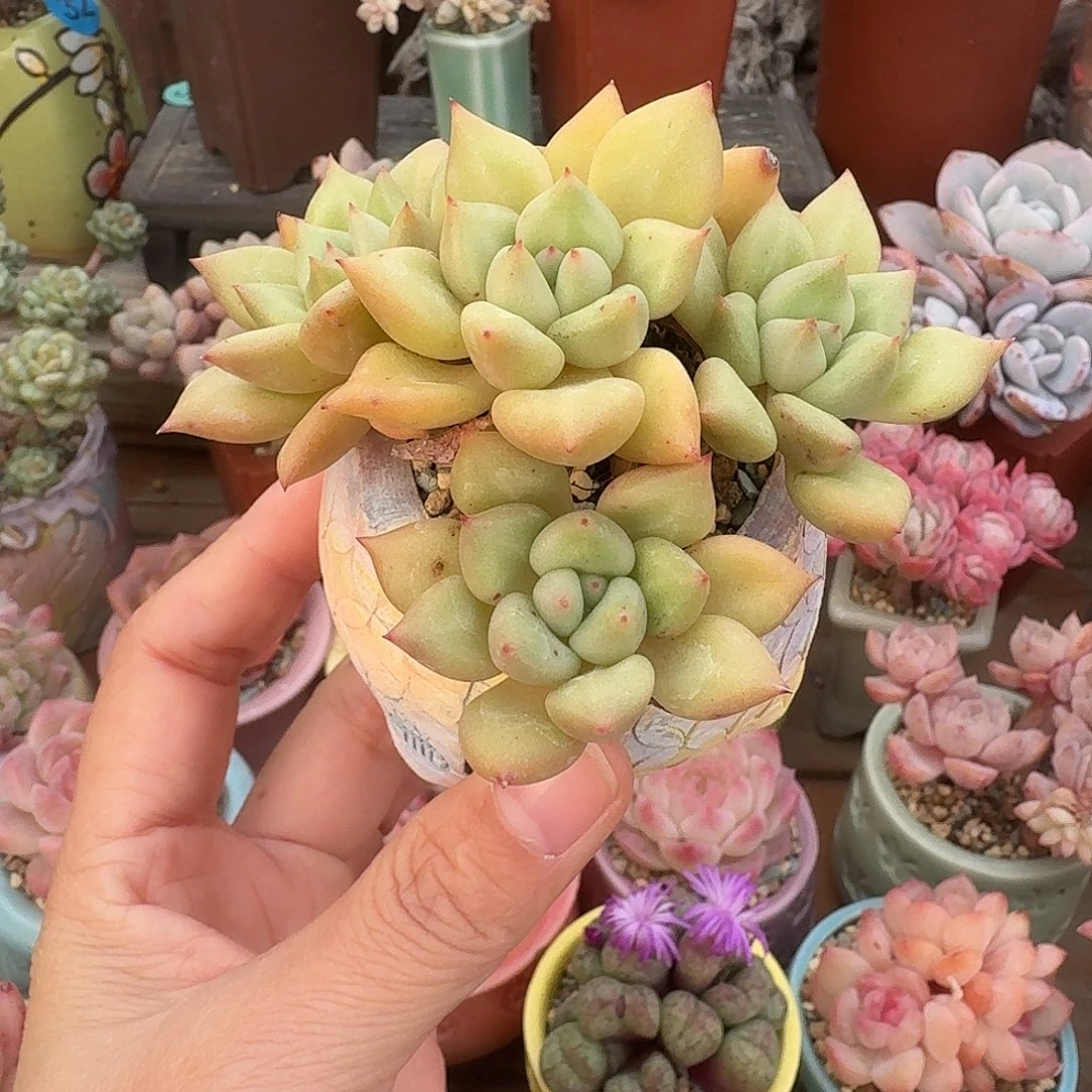 象牙 多肉含盆土 一物一拍