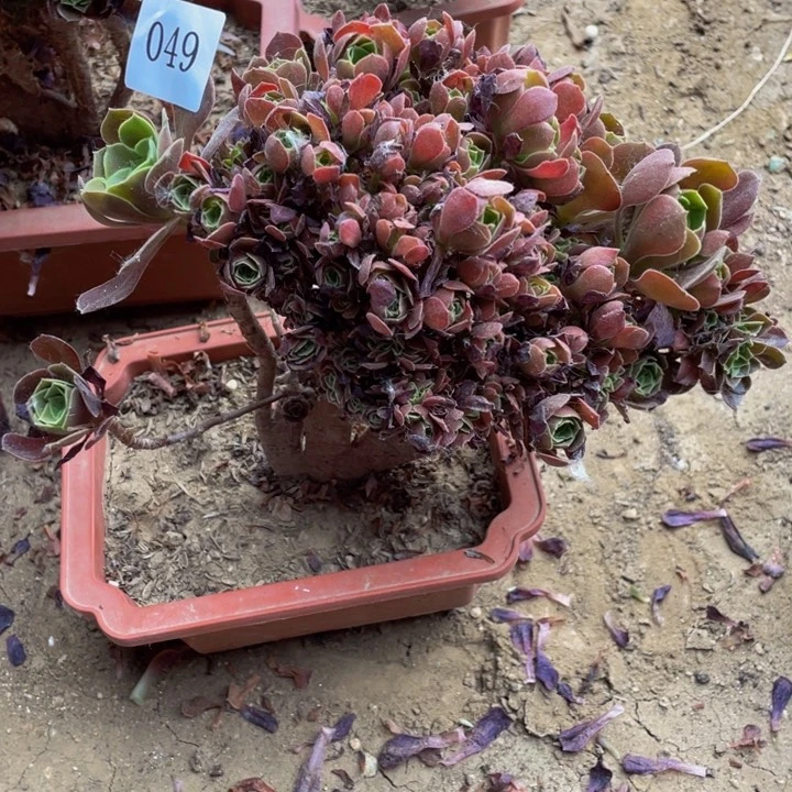 辉***！无花朵049号玫瑰法师缀化朵朵微暇