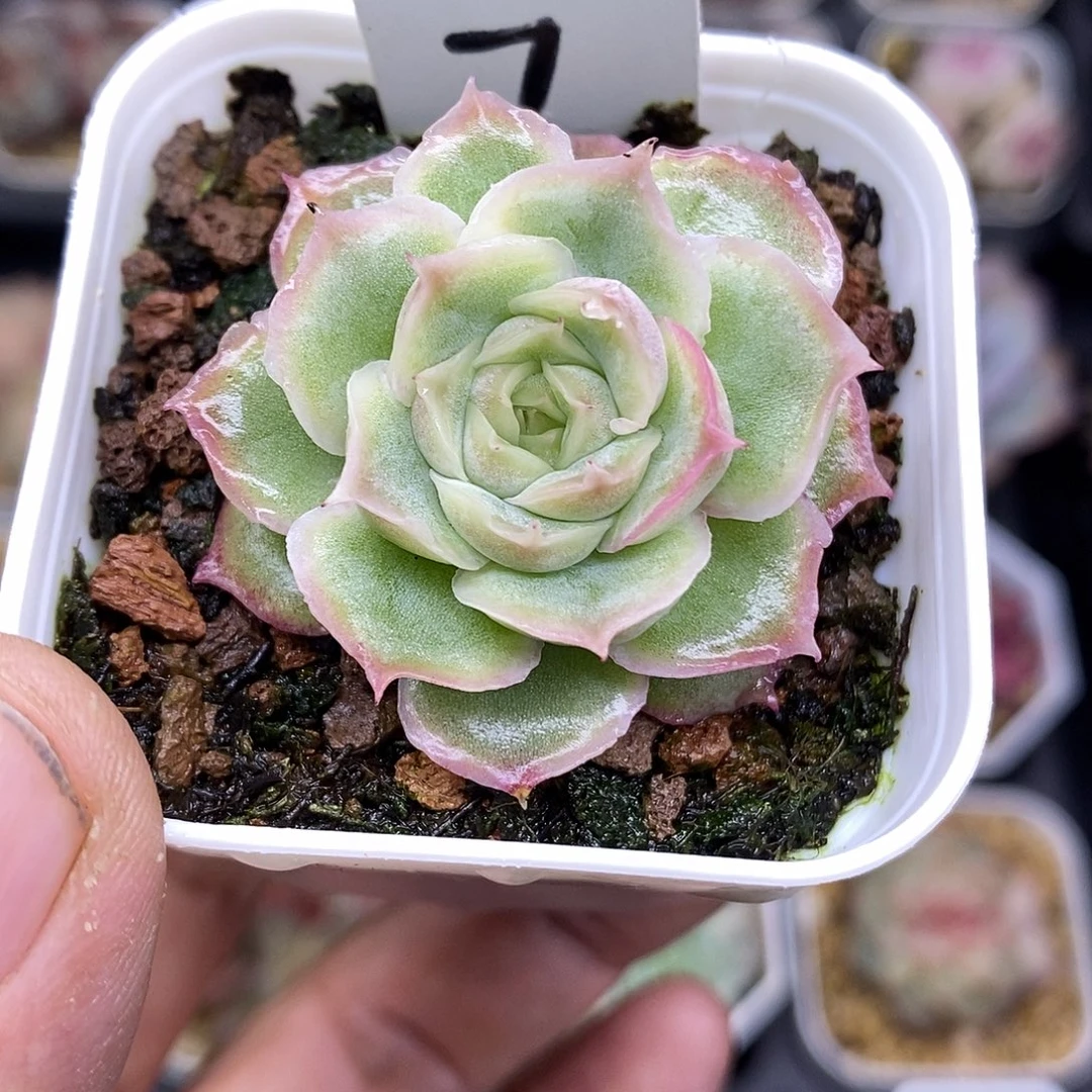 水晶虾饺5厘米盆多肉植物