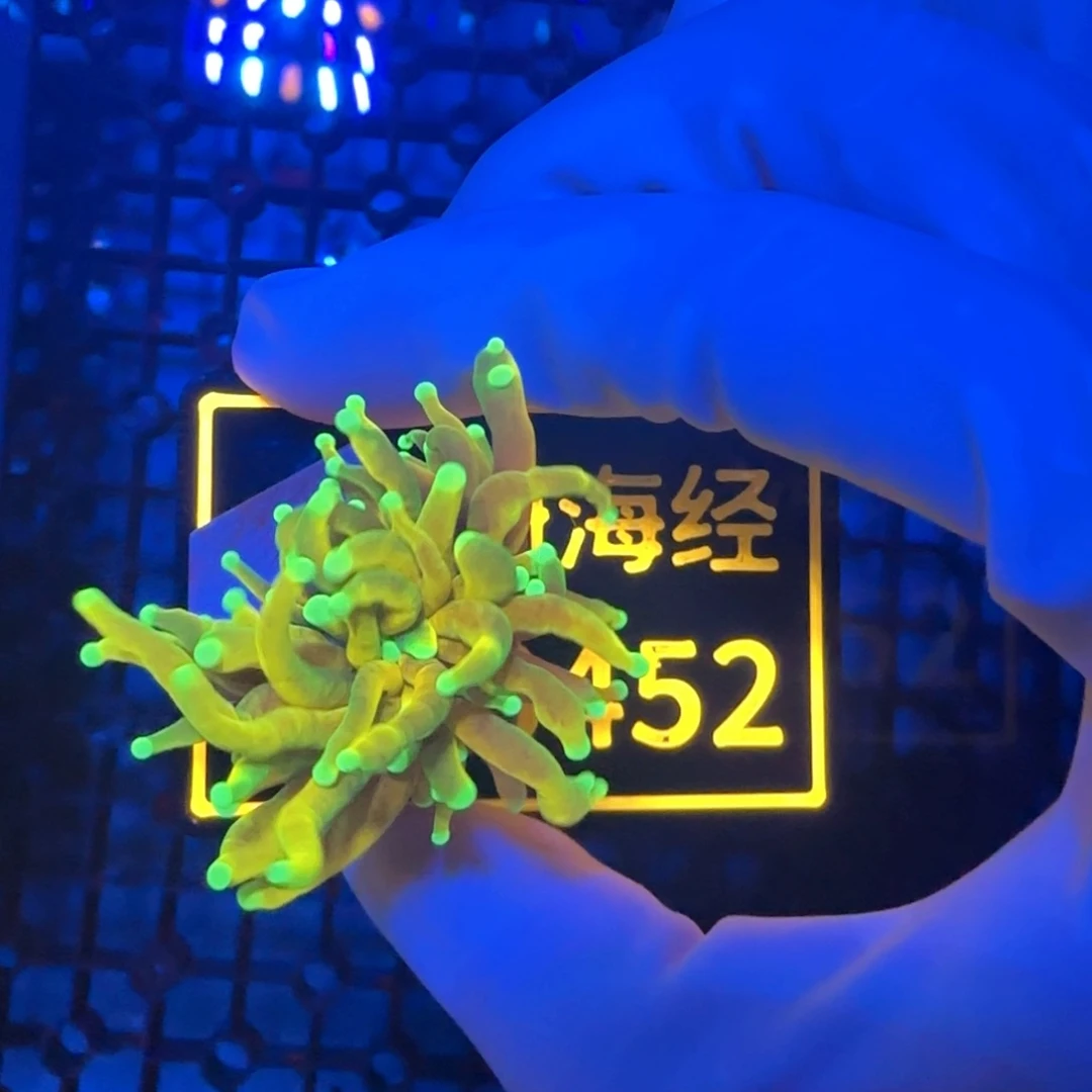 黑****纽扣珊瑚又又不包邮龙魂金B452