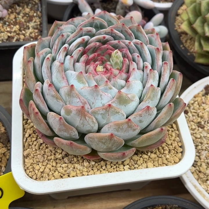 长相思 单头 夏鸣园艺