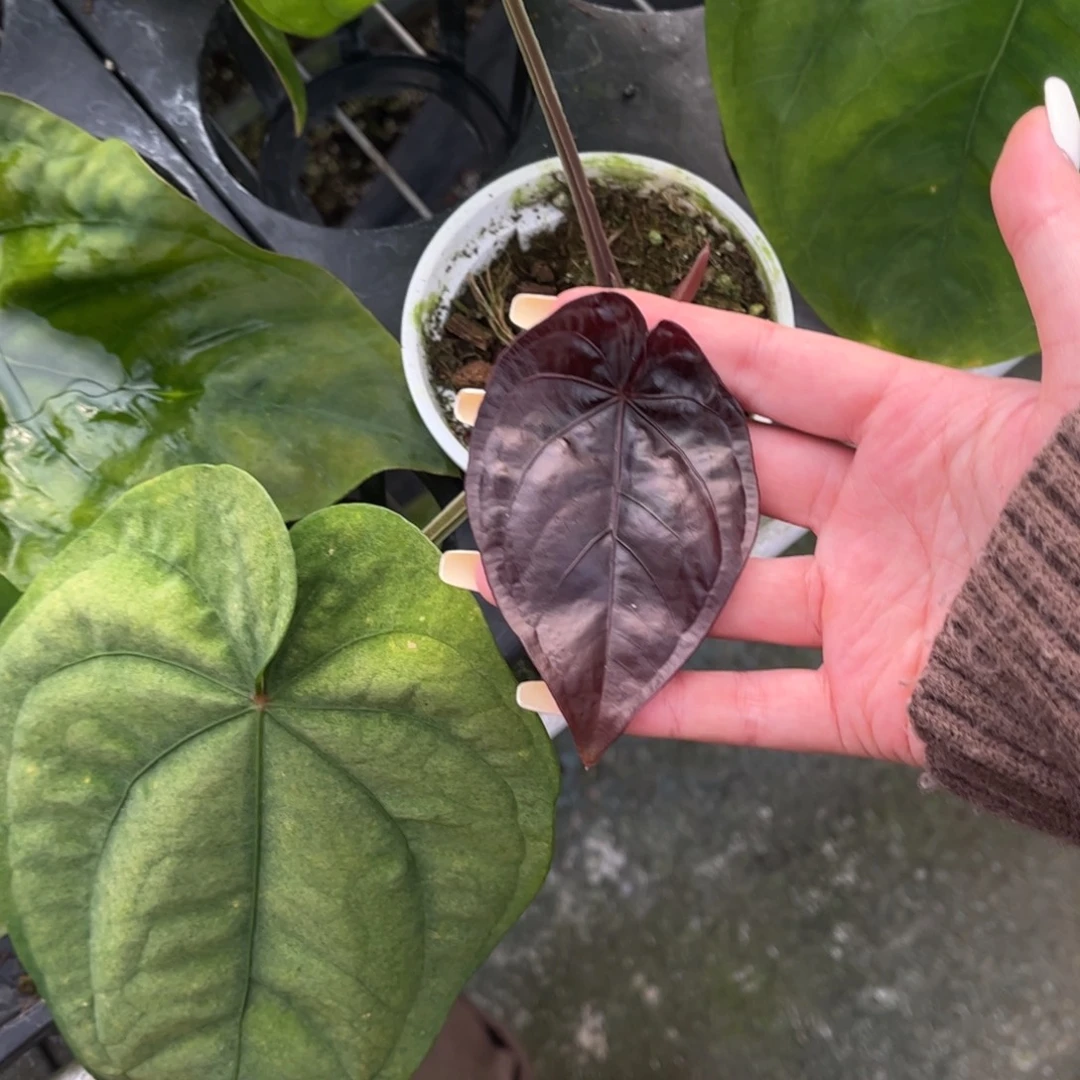 不开花植物戴斯侧芽（496