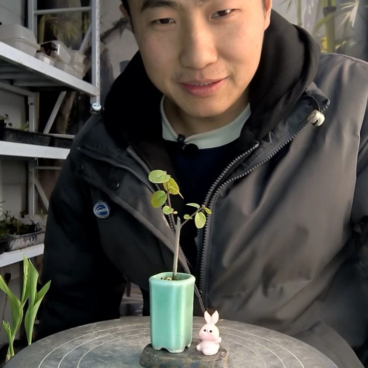 海*?小盆景小植物一物一拍247