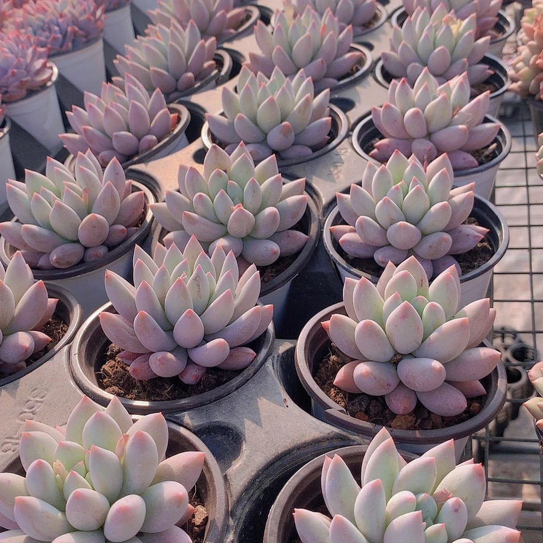 所罗门单头24567899999