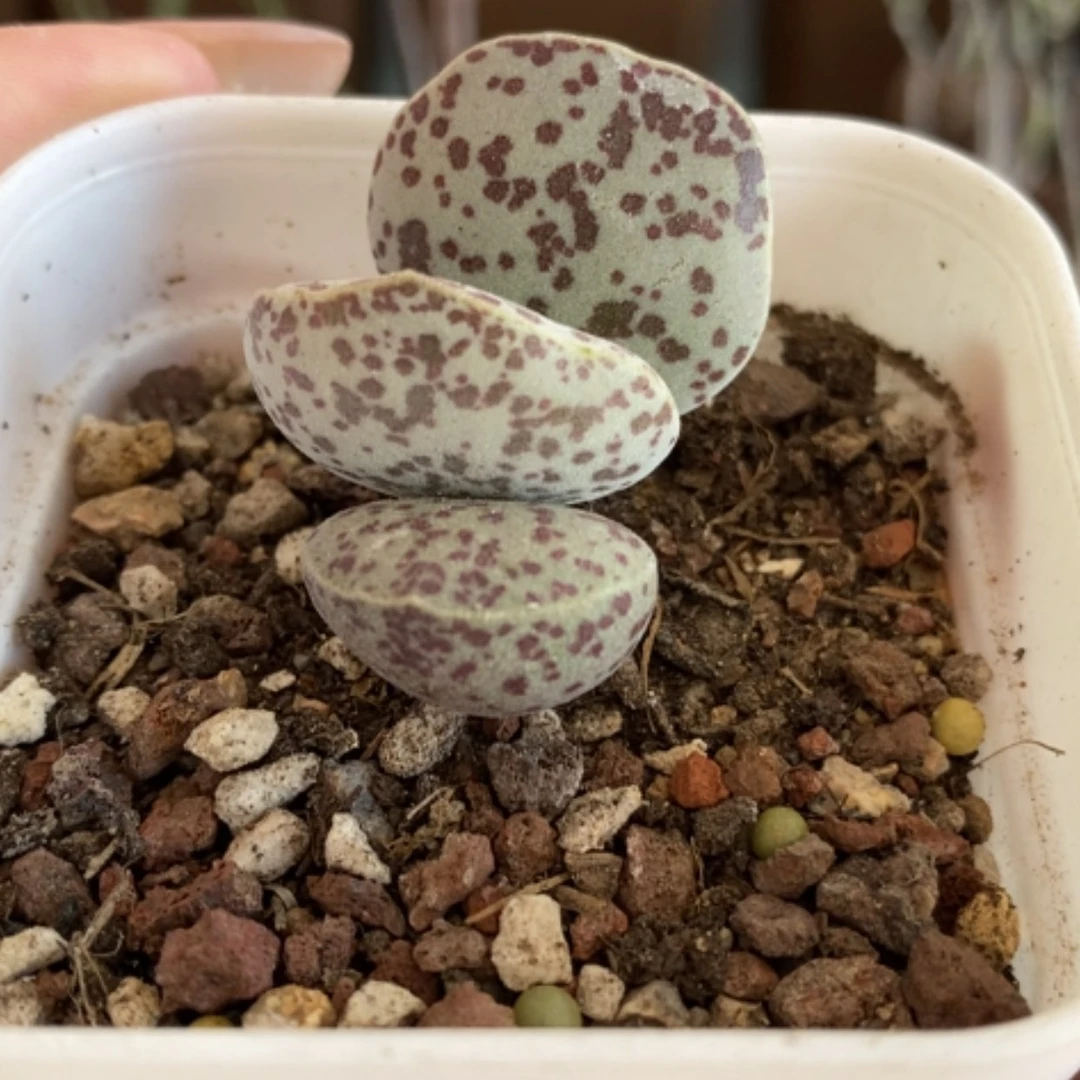 【闪购商品】无花朵花旦