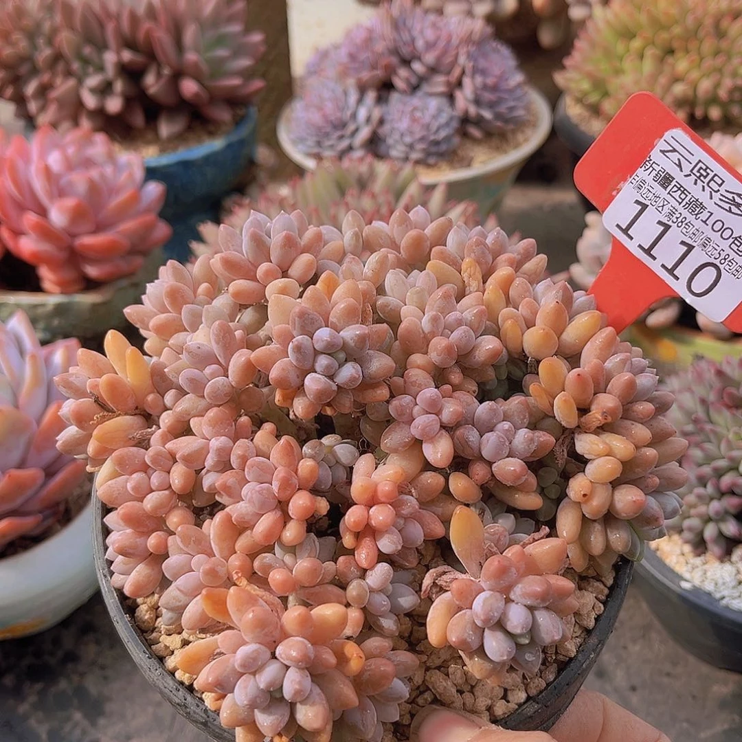 1110星黛露多肉植物