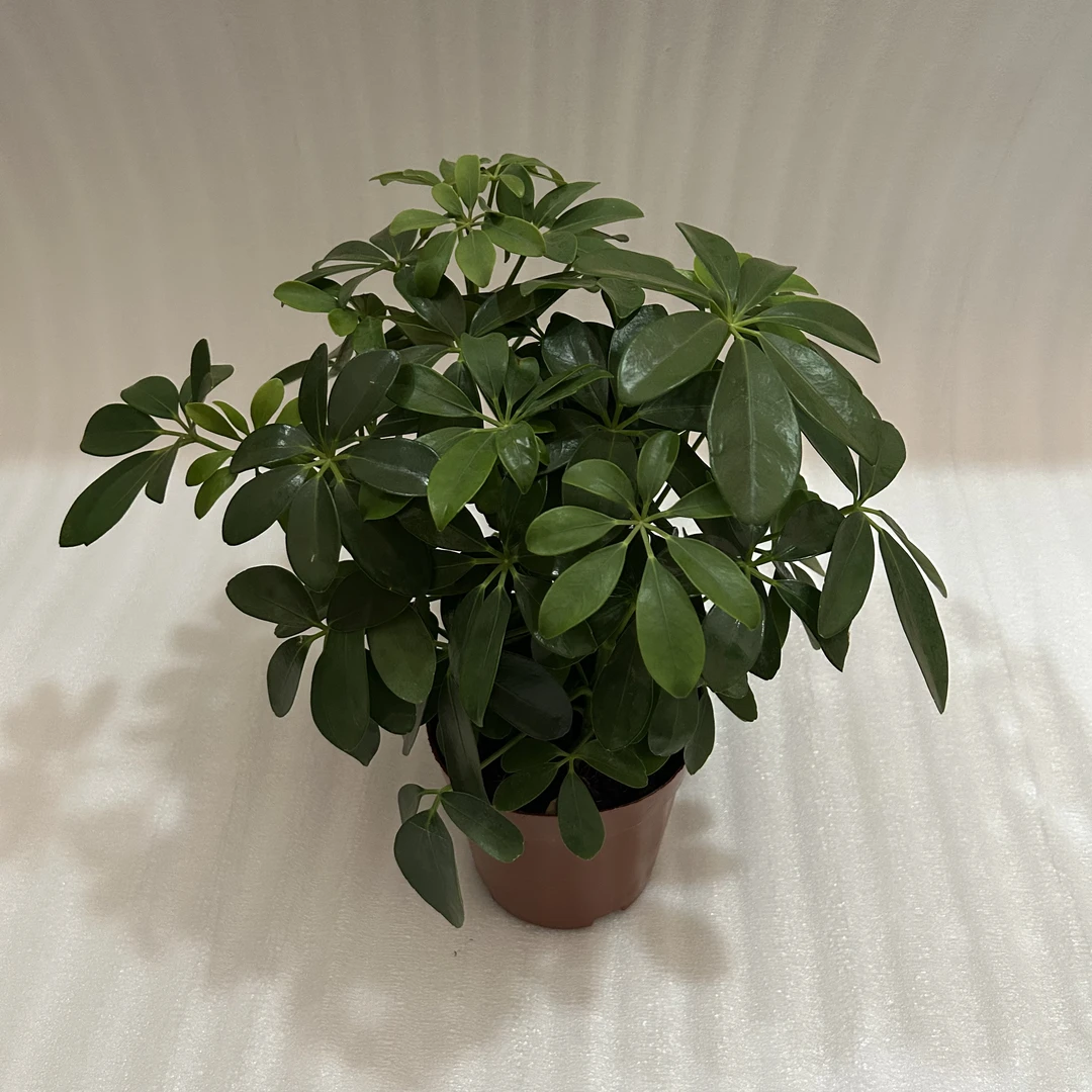 招财树盆栽绿植耐养好活