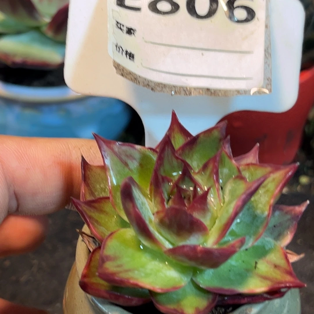 惊鸿仙子多肉植物806