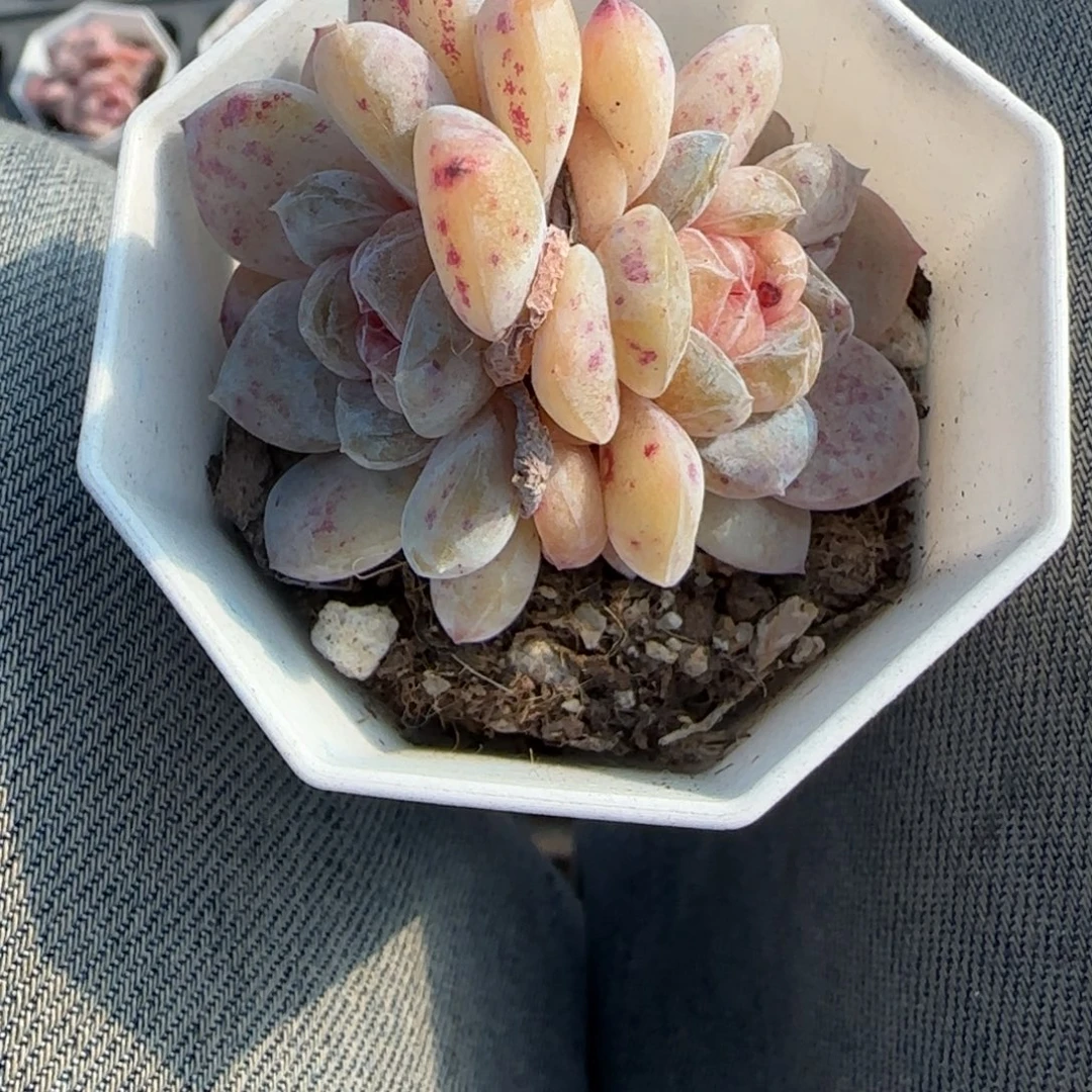 多肉小卡拉米糖心一物一拍