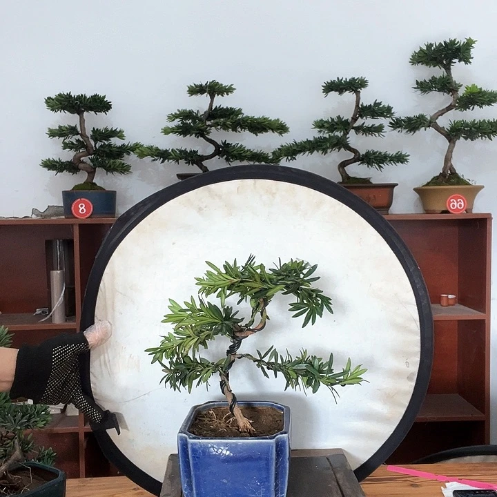 完全开放直播链接一物一拍