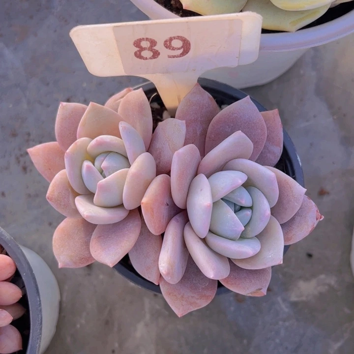 健健康康平平安安