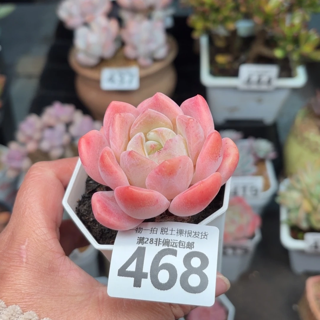 厚梦单头无盆土发货